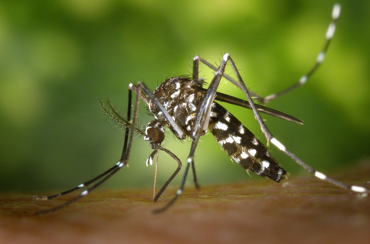 Pourquoi les piqûres d’insectes sont-elles dangereuses pour les enfants ?